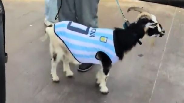 World Cup Daily: NFL star Winston dresses goat as Messi in tribute to GOAT